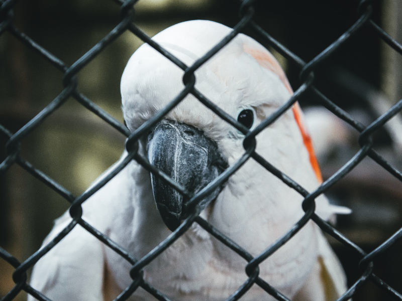 Papagei hinter Gitter – Kira-auf-der-heide | Unsplash